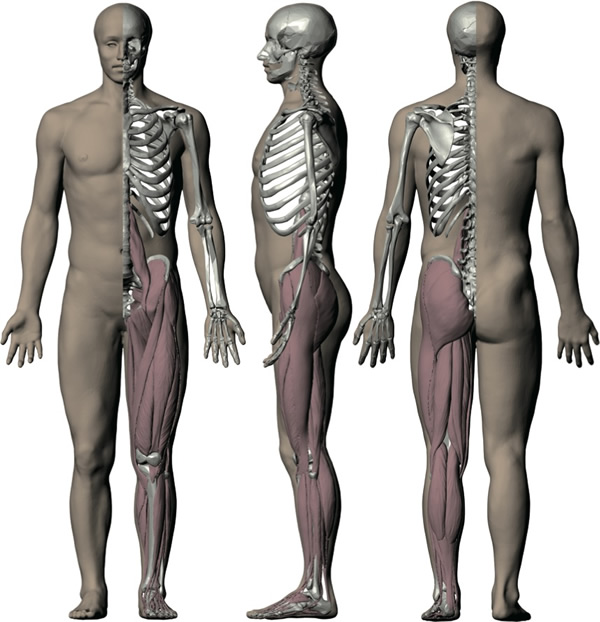 Fig.1:Digital human modeling based on anatomy and measurement