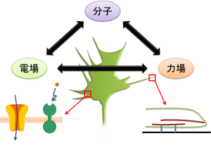 fig2